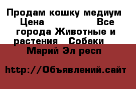 Продам кошку медиум › Цена ­ 6 000 000 - Все города Животные и растения » Собаки   . Марий Эл респ.